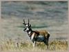 Pronghorn Antelope (Antilocapra americana)