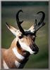 Pronghorn Antelope (Antilocapra americana)