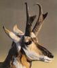 Pronghorn Antelope (Antilocapra americana)