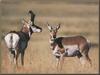 Pronghorn Antelopes (Antilocapra americana)