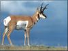 Pronghorn Antelope (Antilocapra americana)