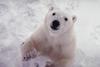 Polar Bear (Ursus maritimus)