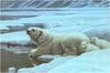 [Animal Art - Robert Bateman] Polar Bear mother and cubs (Ursus maritimus)