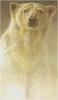 [Animal Art - Robert Bateman] Polar Bear portrait (Ursus maritimus)