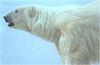 [Animal Art - Robert Bateman] Polar Bear prfile (Ursus maritimus)
