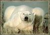 Polar Bear (Ursus maritimus)