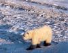 Polar Bear cub (Ursus maritimus)