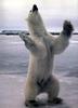 Polar Bear (Ursus maritimus)