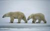 Polar Bear mother and juvenile (Ursus maritimus)