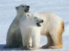 Polar Bear juveniles (Ursus maritimus)