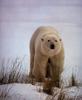 Polar Bear (Ursus maritimus)