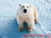 Polar Bear (Ursus maritimus)