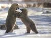 Polar Bears (Ursus maritimus)