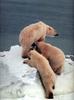 Polar Bears (Ursus maritimus)