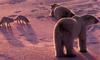 Polar Bears (Ursus maritimus)  and Arctic Foxes