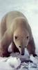 Polar Bear (Ursus maritimus)