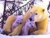 Polar Bears (Ursus maritimus)