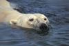 Polar Bear (Ursus maritimus)