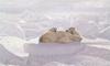 Polar Bear mother and cubs (Ursus maritimus)