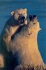 Polar Bears (Ursus maritimus)