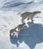 Polar Bear mother and cubs (Ursus maritimus)