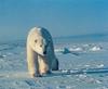 Polar Bear (Ursus maritimus)