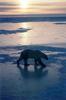 Polar Bear (Ursus maritimus)