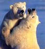 Polar Bears (Ursus maritimus)