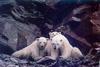 Polar Bears (Ursus maritimus)