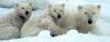 Polar Bear mother and juveniles (Ursus maritimus)