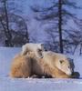 Polar Bear mother and cub (Ursus maritimus)