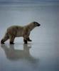 Polar Bear (Ursus maritimus)