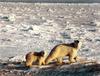 Polar Bear mother and cub (Ursus maritimus)