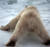 Polar Bear (Ursus maritimus)