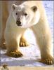 Polar Bear (Ursus maritimus)