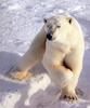 Polar Bear (Ursus maritimus)