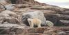 Polar Bear (Ursus maritimus)