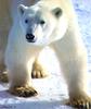 Polar Bear (Ursus maritimus)