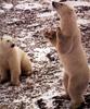 Polar Bears (Ursus maritimus)