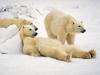 Polar Bears (Ursus maritimus)