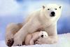 Polar Bear mother and cub (Ursus maritimus)