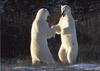 Polar Bears (Ursus maritimus)