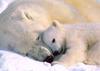 Polar Bear mother and cub (Ursus maritimus)