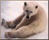 Polar Bear (Ursus maritimus)