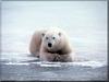 Polar Bear (Ursus maritimus)