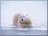 Polar Bear (Ursus maritimus)