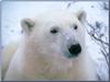 Polar Bear (Ursus maritimus)