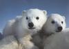 Polar Bear cubs (Ursus maritimus)