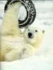 Polar Bear (Ursus maritimus)