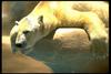 Polar Bear (Ursus maritimus)